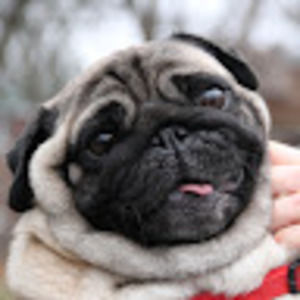 Meet your Posher, Henry